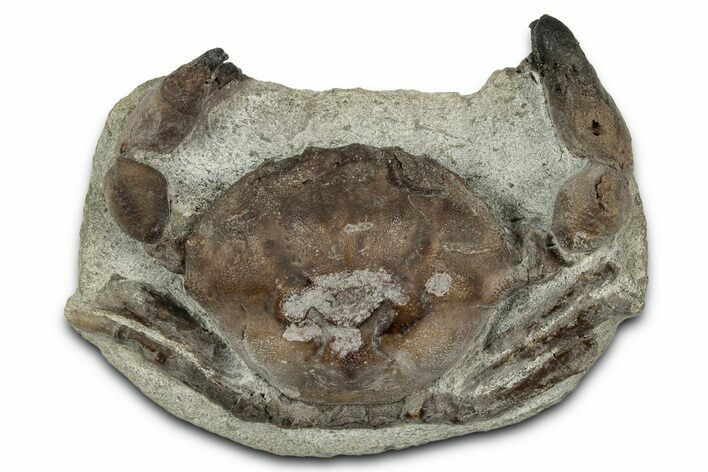 Eocene Fossil Crab (Pulalius) - Washington State #345512